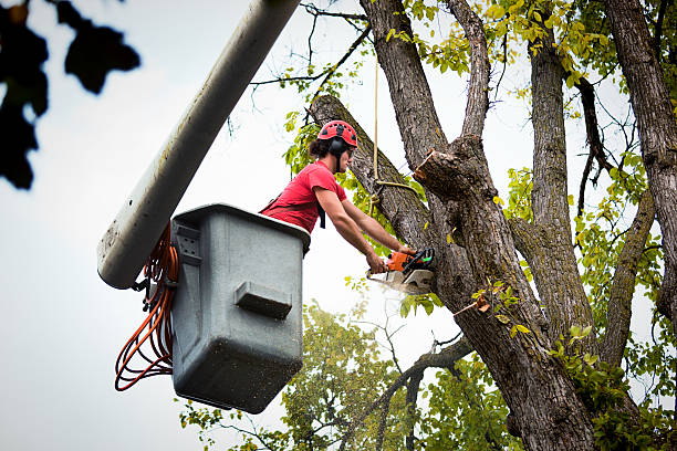 Best Commercial Tree Services  in Sand Springs, OK